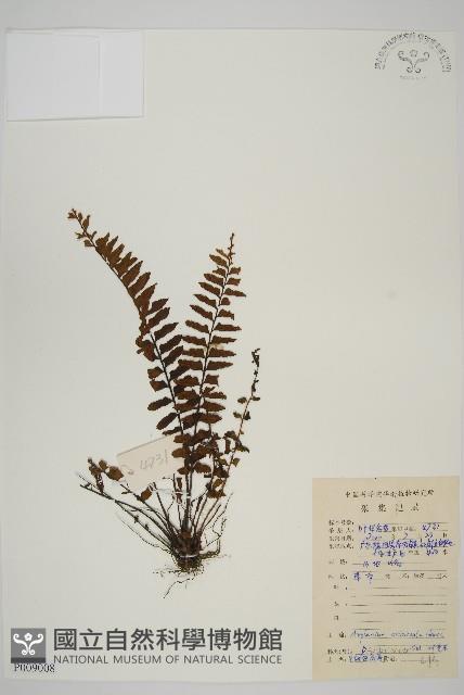 毛軸鐵角蕨藏品圖，第1張