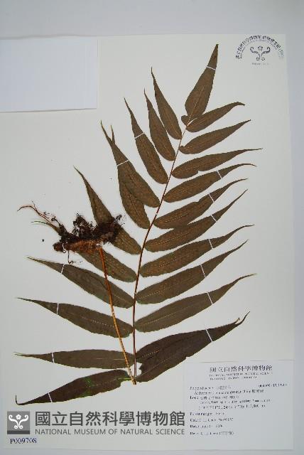 肢節蕨藏品圖，第1張