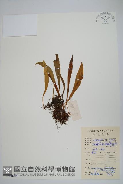 柳葉劍蕨藏品圖，第1張