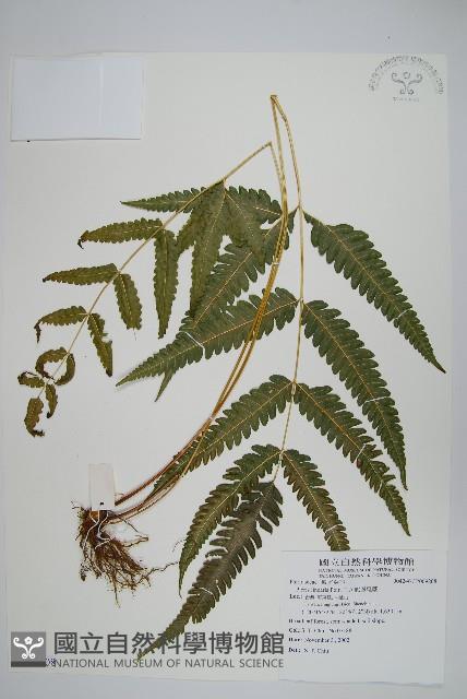 三角脈鳳尾蕨藏品圖，第1張