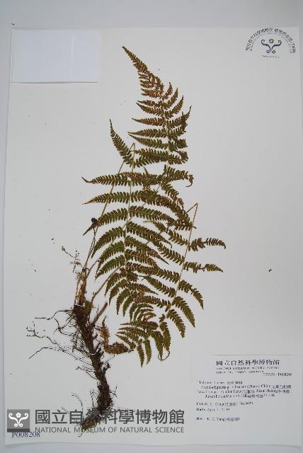 光葉凸軸蕨藏品圖，第1張