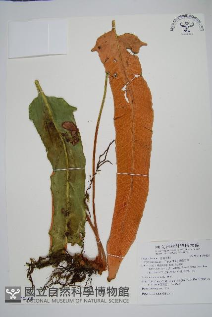 盧山石葦藏品圖，第1張