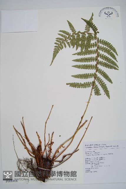 黑鱗耳蕨藏品圖，第1張