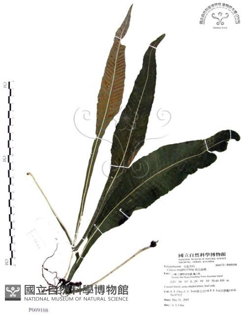 萊氏線蕨藏品圖，第1張