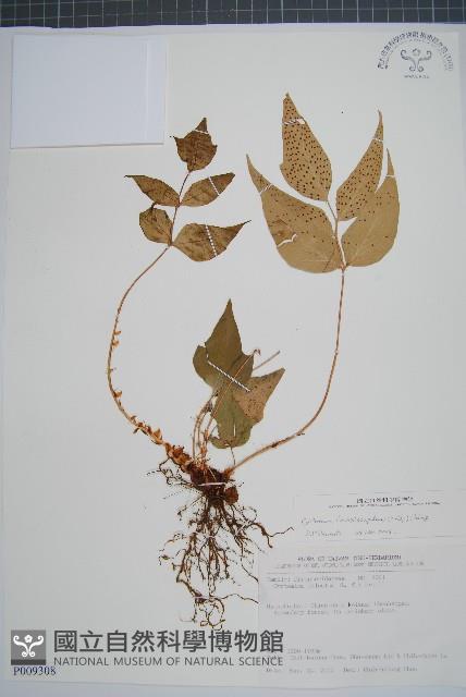 披針貫眾蕨藏品圖，第1張