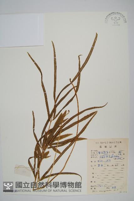 豬鬣鳳尾蕨藏品圖，第1張