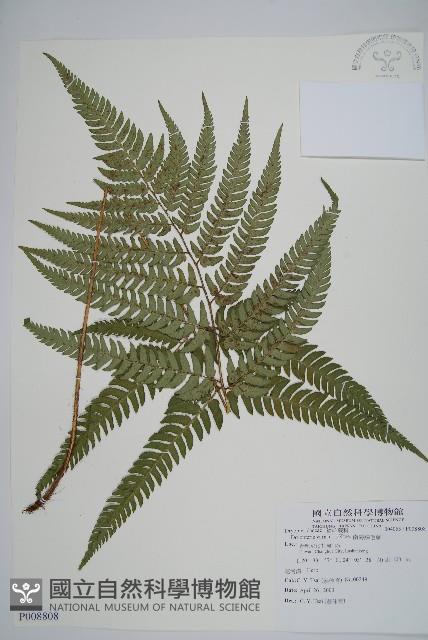 南海鱗毛蕨藏品圖，第1張