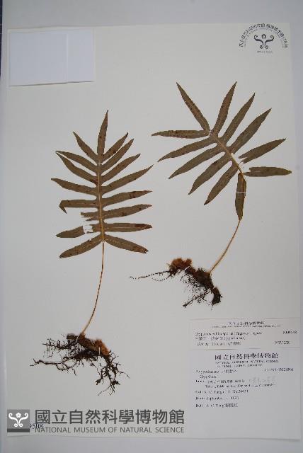 大葉玉山茀蕨藏品圖，第1張