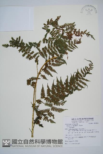 川上氏雙蓋蕨藏品圖，第1張