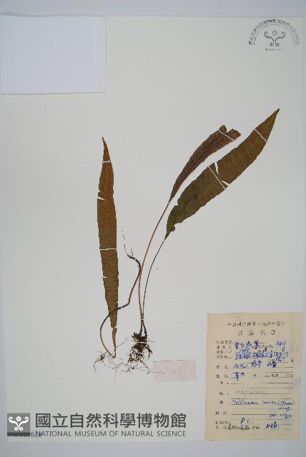 單葉雙蓋蕨藏品圖，第1張