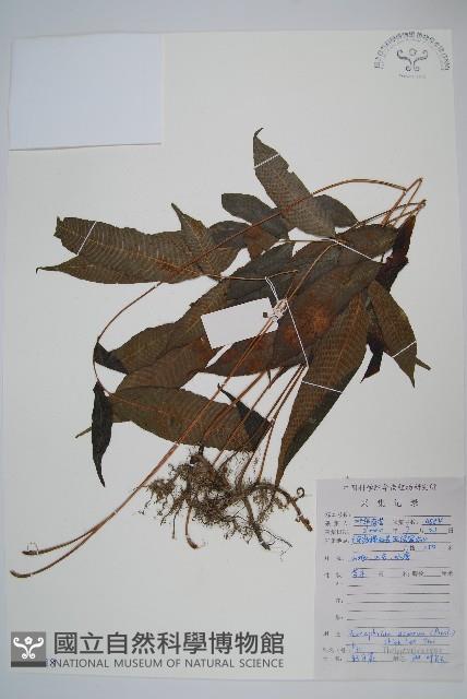 大羽葉新月蕨藏品圖，第1張