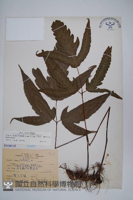 三叉蕨藏品圖，第1張