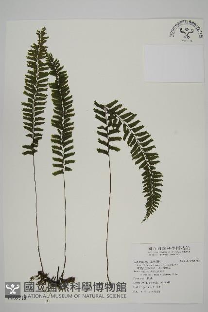 薄葉孔雀鐵角蕨、邊孢鐵角蕨藏品圖，第1張