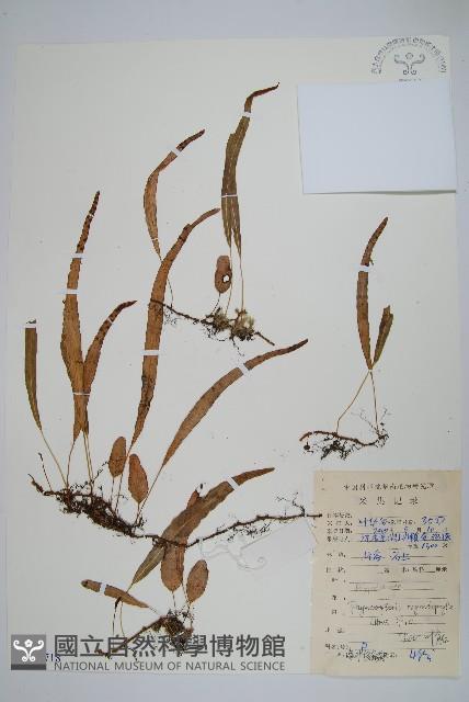 岡本氏茀蕨藏品圖，第1張