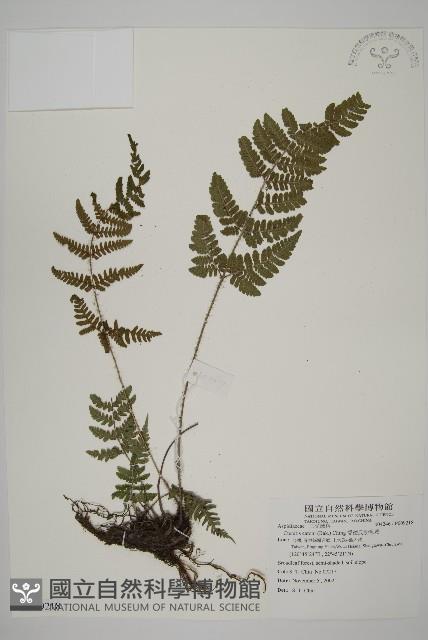 愛德氏肋毛蕨藏品圖，第1張