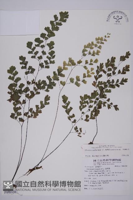 鐵線蕨藏品圖，第1張