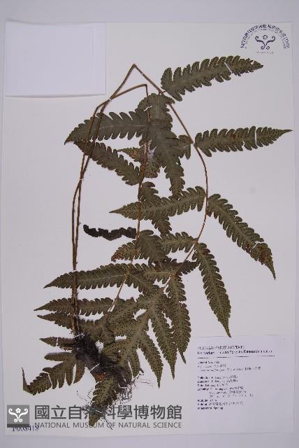 排灣三叉蕨藏品圖，第1張