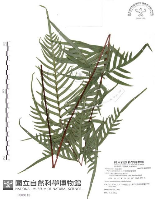 半邊羽裂鳳尾蕨藏品圖，第1張