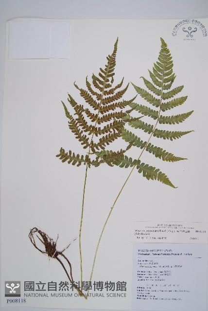 東洋蹄蓋蕨藏品圖，第1張