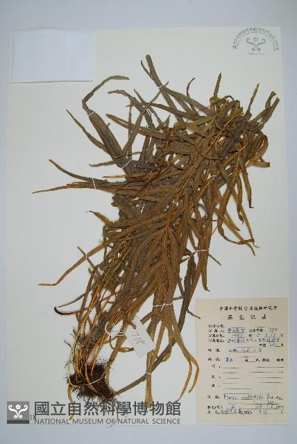 鳳尾蕨藏品圖，第1張