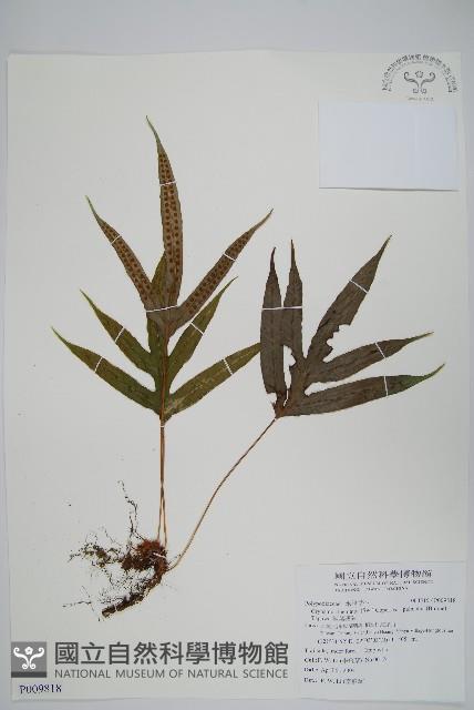 掌葉茀蕨藏品圖，第1張