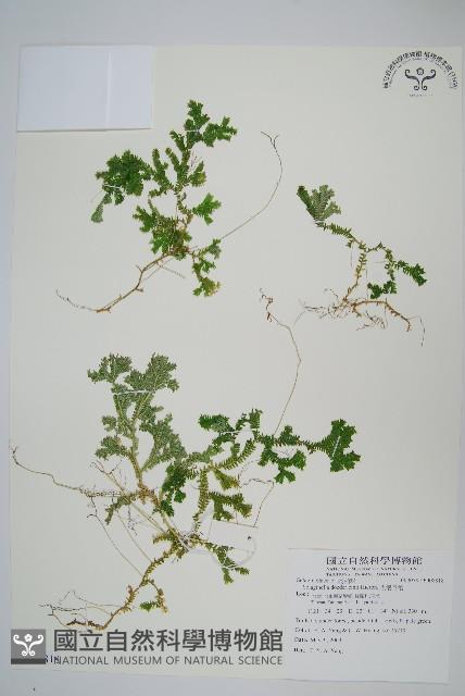 登錄號:P008818藏品圖，第1張