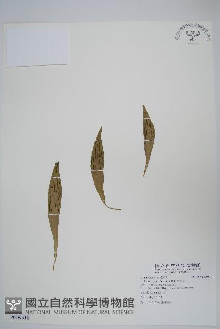 車前蕨藏品圖，第1張