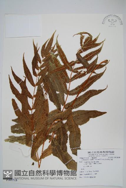 多羽節肢蕨藏品圖，第1張