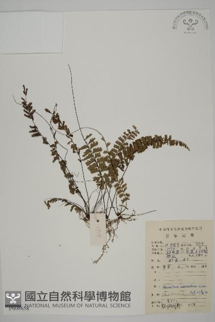 鞭葉鐵線蕨藏品圖，第1張