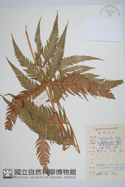 登錄號:P009058藏品圖，第1張