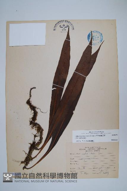 鱗瓦葦、長柄瓦葦藏品圖，第1張