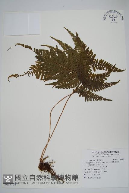 粗毛金星蕨藏品圖，第1張