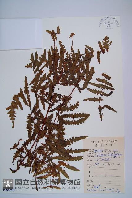 栗蕨藏品圖，第1張