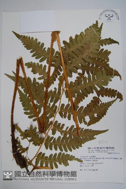 擬德氏雙蓋蕨藏品圖，第1張