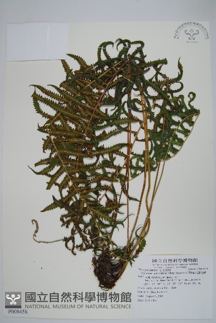無腺毛蕨藏品圖，第1張