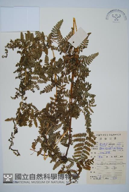 碗蕨藏品圖，第1張