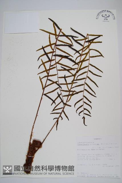 登錄號:P009858藏品圖，第1張