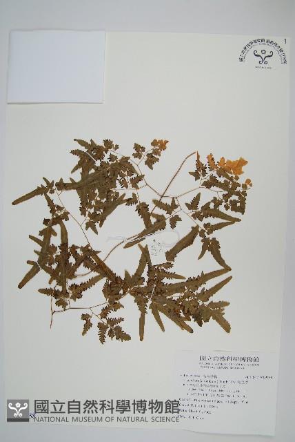 海金沙藏品圖，第1張