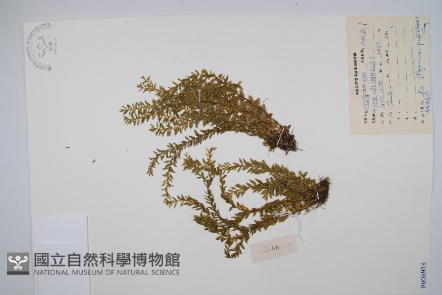 華南馬尾杉藏品圖，第1張