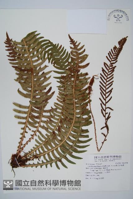 Accession Number:P009558 Collection Image, Figure 1, Total 5 Figures