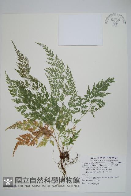 日本金粉蕨藏品圖，第1張