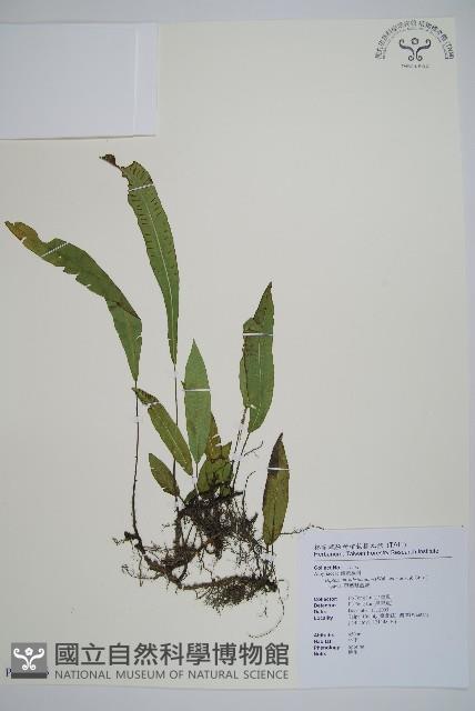 單葉雙蓋蕨藏品圖，第1張