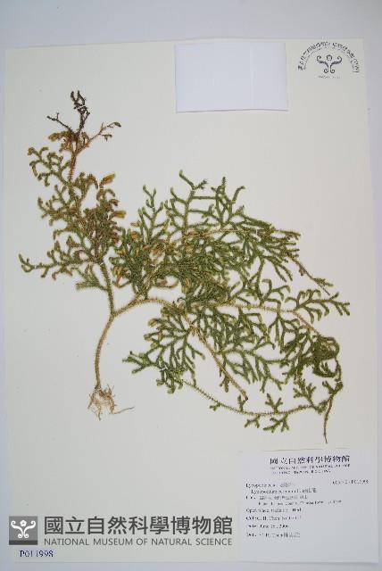 過山龍藏品圖，第1張