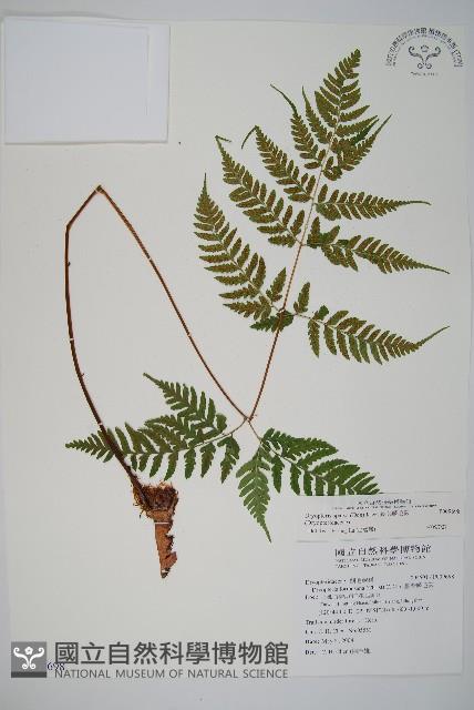 長葉鱗毛蕨藏品圖，第1張