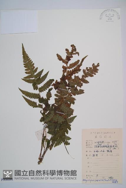 假蹄蓋蕨藏品圖，第1張