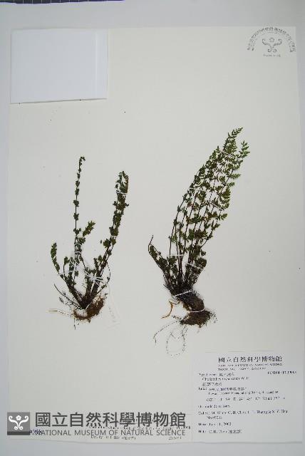 細葉碎米蕨藏品圖，第1張