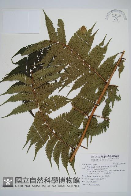 蘭嶼筆筒樹、蘭嶼桫欏藏品圖，第1張