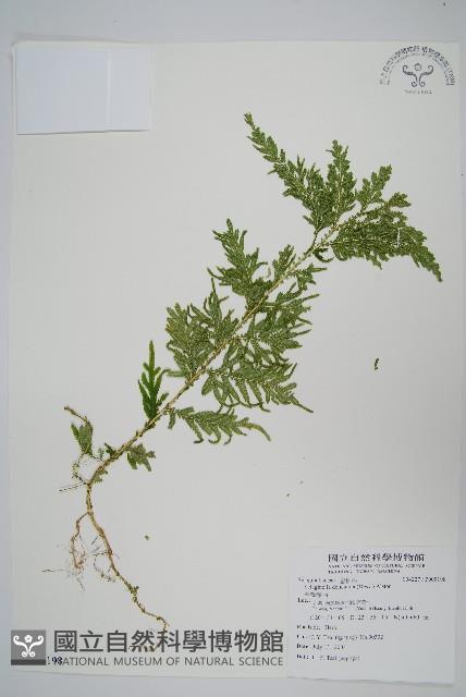 全緣卷柏藏品圖，第1張