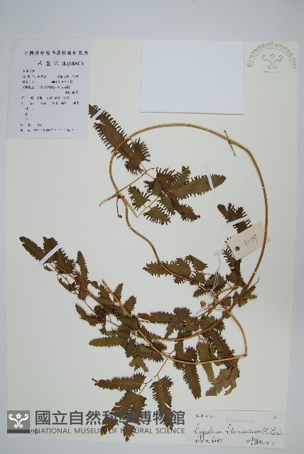 曲軸海金沙藏品圖，第1張