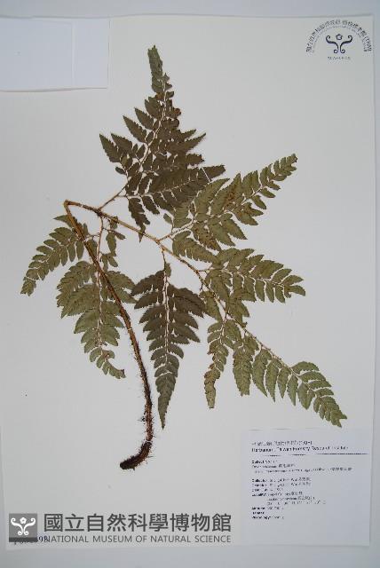 小葉複葉耳蕨藏品圖，第1張